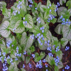 Brunnera Category Image